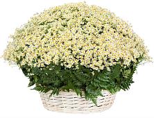 Цветочная композиция из Ромашки в корзине #REPLACE_PRED# Соликамске